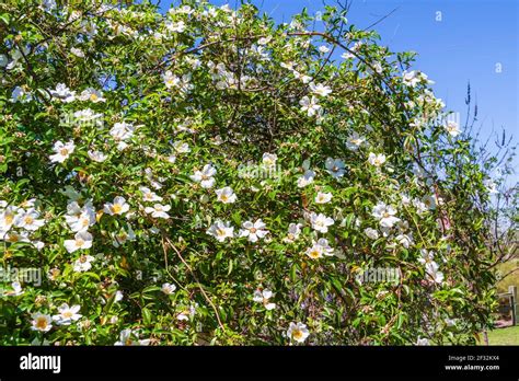 Cherokee Rose Bush Hi Res Stock Photography And Images Alamy