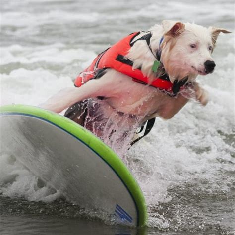 “Born to Surf”: Iconic Moment From Huntington Beach Surf Competition Puts Fellow Surfers to ...