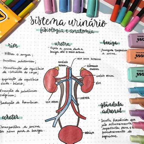 Mapa Mental Do Sistema Urin Rio Revoeduca