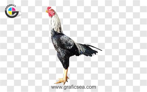 Aseel Desi Murga, Rooster Chicken Png Image Free Download | Graficsea