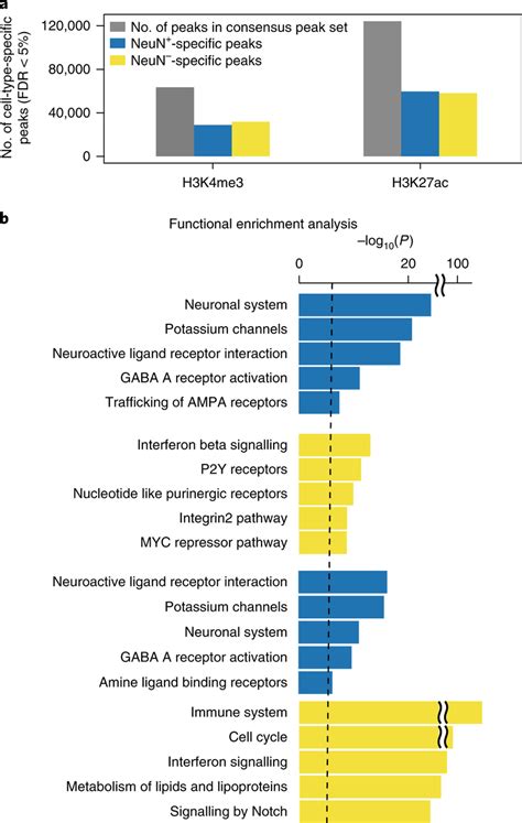 Regions Differentially Modified In Neuronal And Non Neuronal Cell