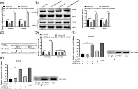 Mir‐378a‐3p Negatively Regulates Pdia4 Ovarian Cancer Cells Ovcar3 And