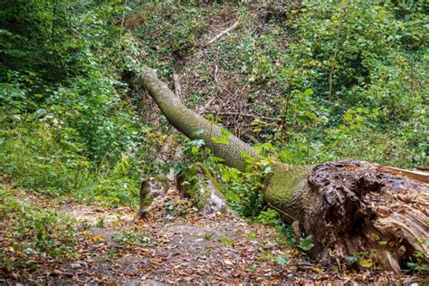 Un árbol Caido En La Selva Tropical De Hoh Es De Decaimiento Y De