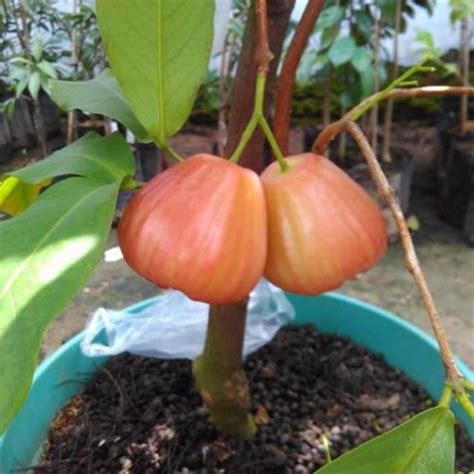 Jual Bibit Jambu Air King Rose Super Murah Berkualitas Kartani Co Id