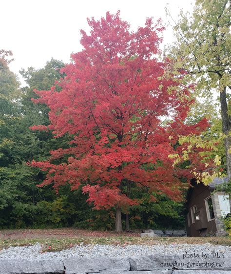 FALL in Canada - Glorious Sugar Maple Autumnal Color