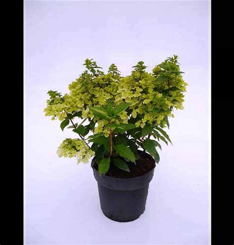 Hydrangea paniculata 'Magical Mont Blanc'®, Rispenhortensie 'Magical ...