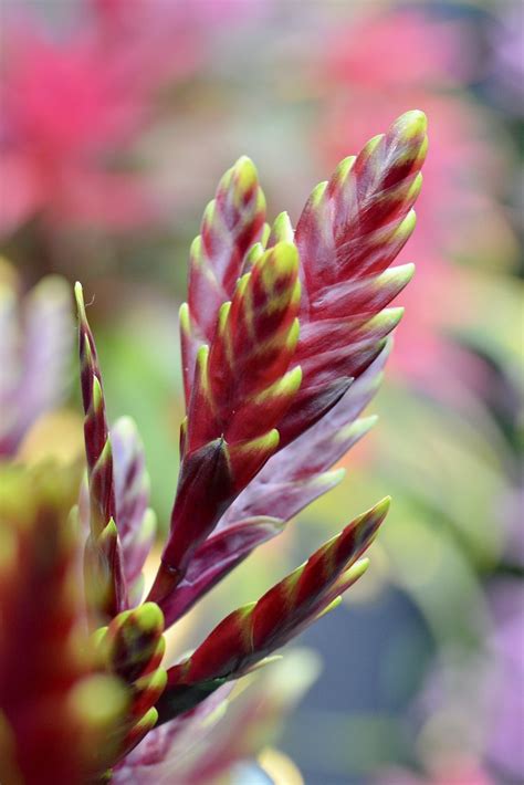 Plants And Bokeh Jean Ost Flickr