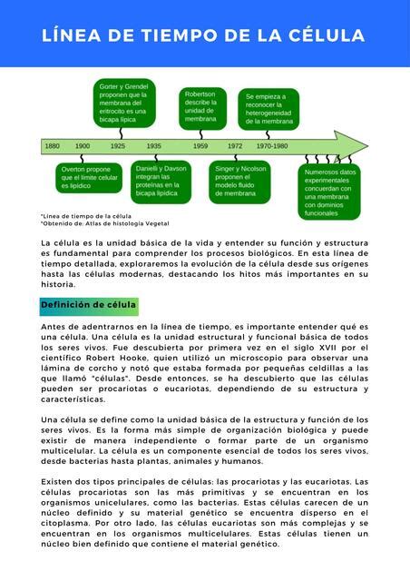 Línea de tiempo de la célula Facilitando tu estudio uDocz