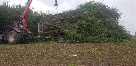 Wycinka drzew samosiejek krzakow sadzenie Usługi Lesne Transport