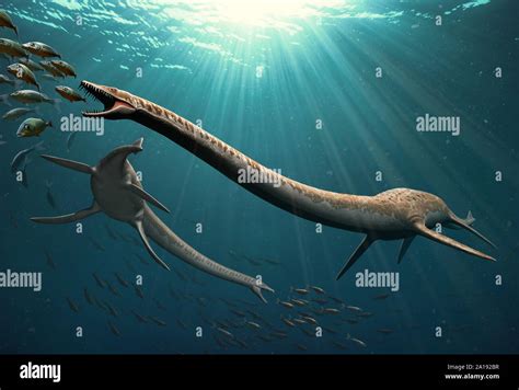 Elasmosaurus Elasmosaurus Lzmsrs Mo From Greek Elasmos Thin Plate