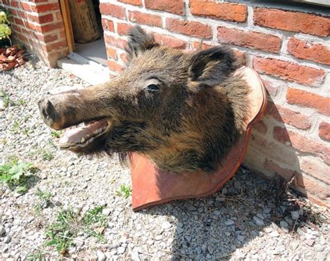 Ancien Troph E De Chasse T Te De Sanglier Naturalis E Empaill E