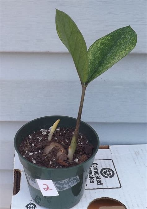 Zz Plant Chameleon Zamioculcas Zamiifolia Fully Rooted With Pup Pot