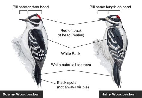 Downy And Hairy Woodpeckers Bird Academy The Cornell Lab