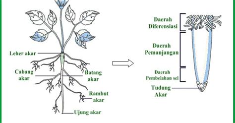 Mengenal Bagian Bagian Akar Secara Morfologi Dan Anatomi Budaya Centers