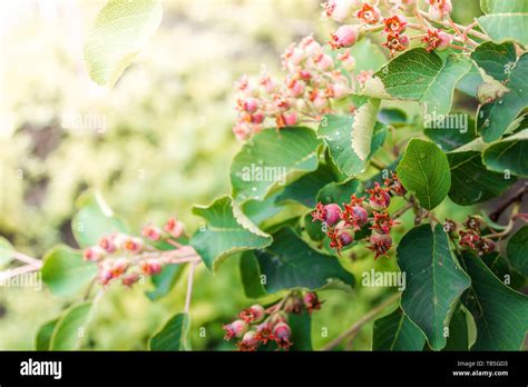 Green Berries Amelanchier And Leaves Ripening Berries In Spring Garden