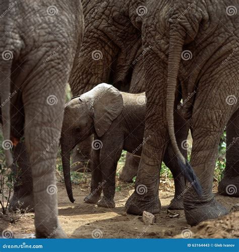 Elephant stock image. Image of africa, herd, safari, baby - 63164443