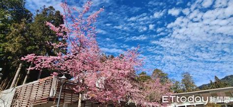 阿里山櫻花季3／10登場！12天無總量管制 限時禁行小客車 Ettoday生活新聞 Ettoday新聞雲