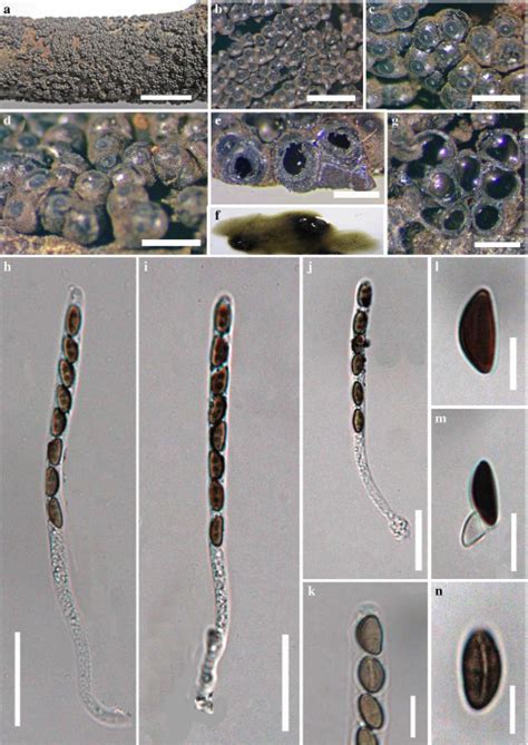 Annulohypoxylon Stygium Facesoffungi Number Fof Faces Of Fungi