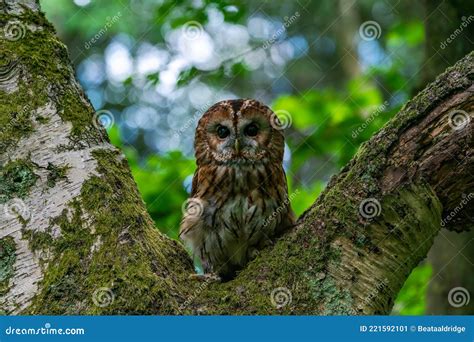 Tawny Owl Strix Aluco