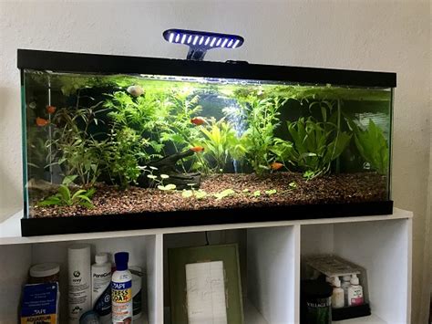 6 Best 20 Gallon Betta Tanks With Ideal Design For Your Fish