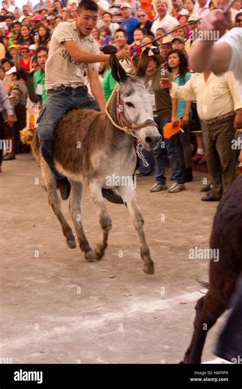 Burro Tradicional Carrera Durante El Burro Fair Feria Del Burro En