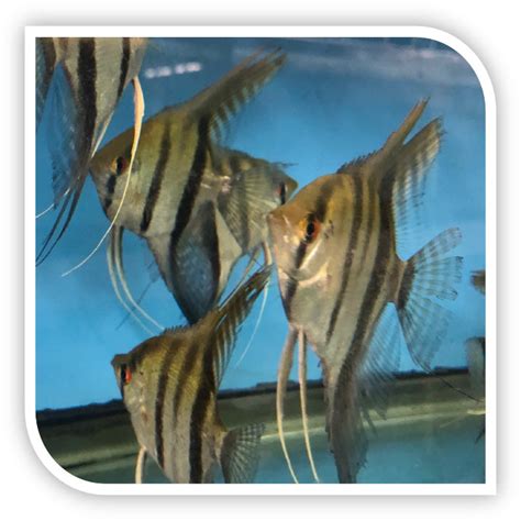 Angelfish | Silver Angel - Online Aquarium Fish | The iFISH Store