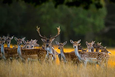 Fallow Deer Britains Most Beautiful Deer Country Life