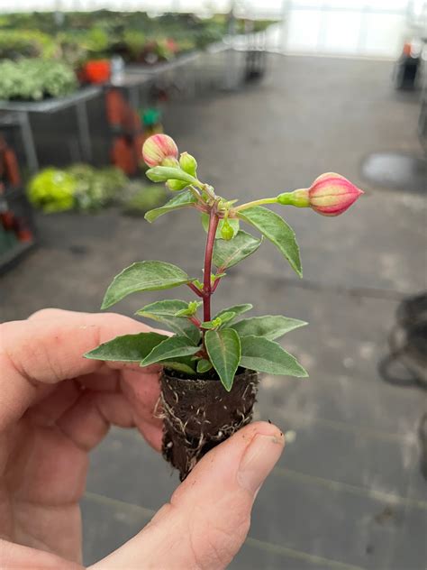 Bella Fuchsia Laura Starter Plant ALL STARTER PLANTS Require - Etsy