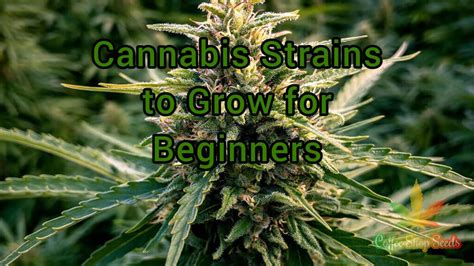 4 Best Cannabis Strains to Grow for Beginners - Cannabis Blog