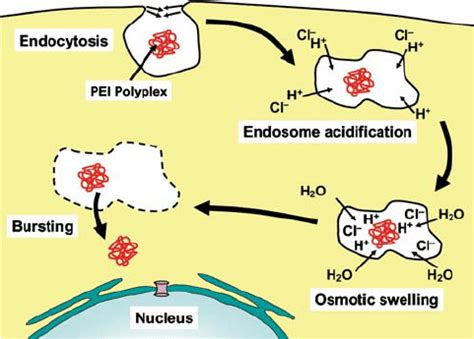 Endosomal Escape Of Pei Polyplexes By Proton Sponge Effect After