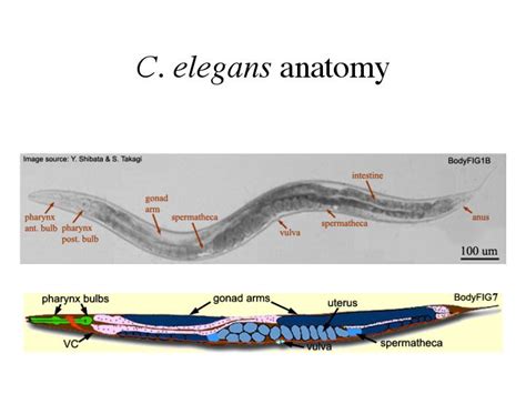 Developmental Biology 3230