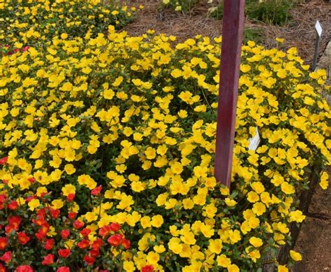 Portulaca Mojave Yellow 2023 Greenhouse Product News