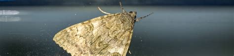 Moths In New Jersey Viking Pest Control