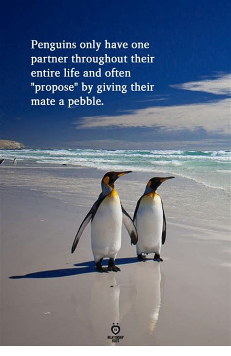 Penguin love quotes – Artofit