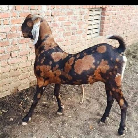 Year Brown Sirohi Male Goat Meat Weight Kg At Rs Kg In Ajmer