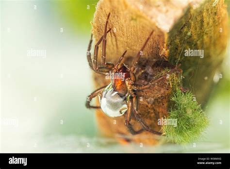 The Diving Bell Spider Water Spider Argyroneta Aquatica Stock Photo