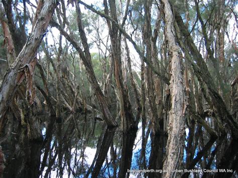 Urban Bushland Council Wa