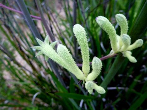 Anigozanthos Flavidus Tall Kangaroo Paw Green Gardening With Angus