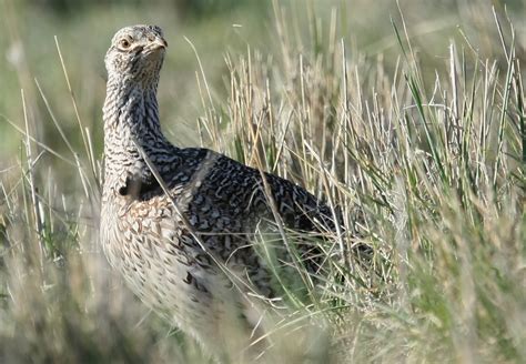 Benjamin Zack Photography: Sharp-Tailed Grouse