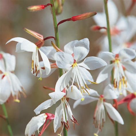 Stratosphere™ White - Butterfly Flower - Gaura lindheimeri | Proven Winners