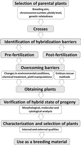 Workflow Of Wide Hybridization Processes Wide Hybridization As A Download Scientific Diagram