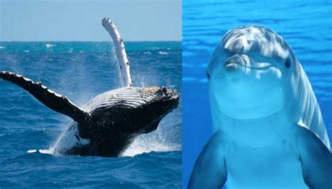 Desde Cada De Julio Se Celebra El D A Mundial De Las Ballenas