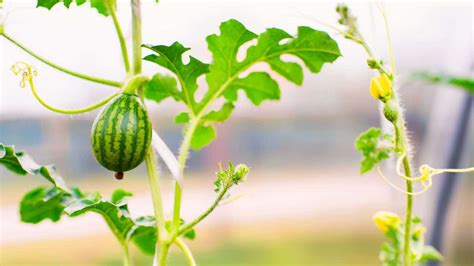 What is Yellow Watermelon? And How to Grow it Easily at Home