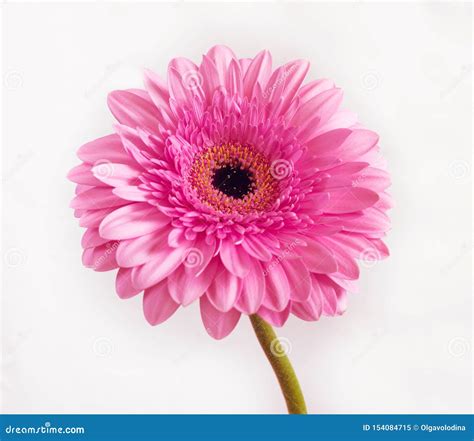 Gerbera Cor De Rosa Bonito Em Um Fundo Branco Imagem De Stock Imagem