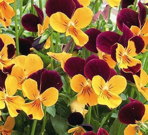 Bennett S Creek Nursery VIOLA PENNY ORANGE JUMP UP 6