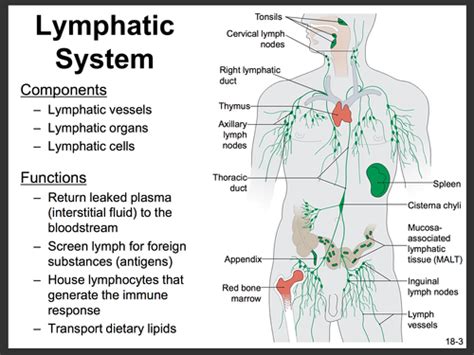 Cell Lec Lymphatic And Immune Systems Flashcards Quizlet