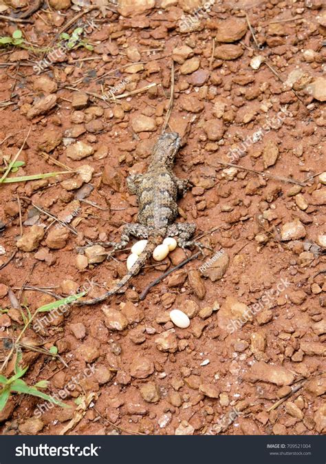 Eastern Fence Lizard Laying Eggs On Stock Photo Shutterstock