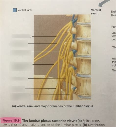 Labeling Lumbar Plexus Diagram Quizlet