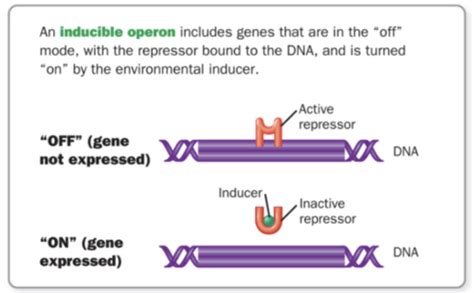 Microbiology Lecture Microbial Genetics Chapter Part Flashcards