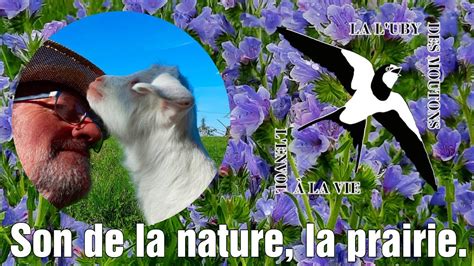 Le Son De La Nature YouTube